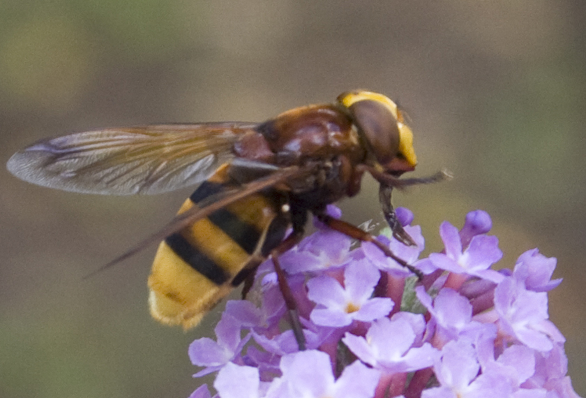 Volucella zonaria (Syrphidae)